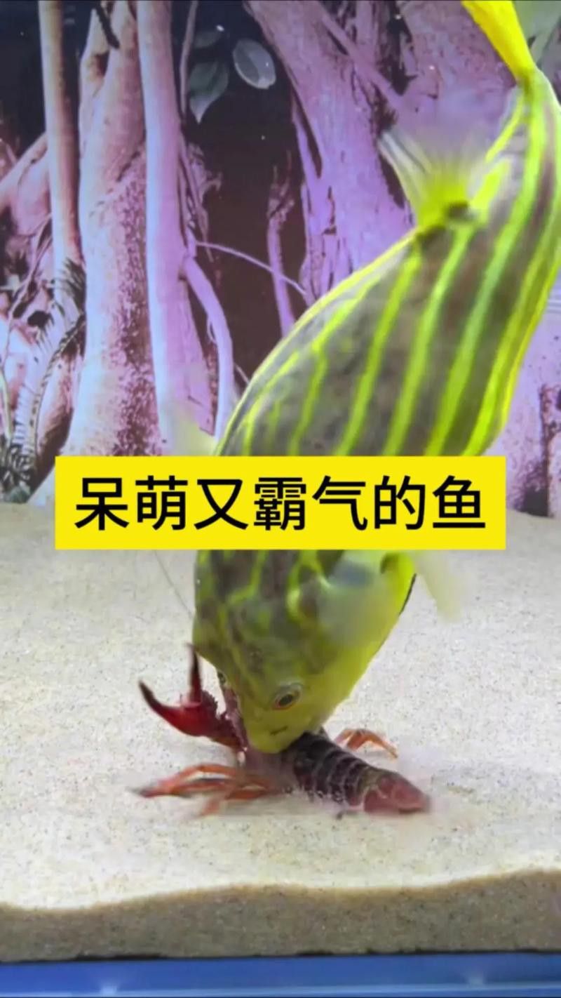 斑馬狗頭可以和恐龍魚混養嗎圖片大全