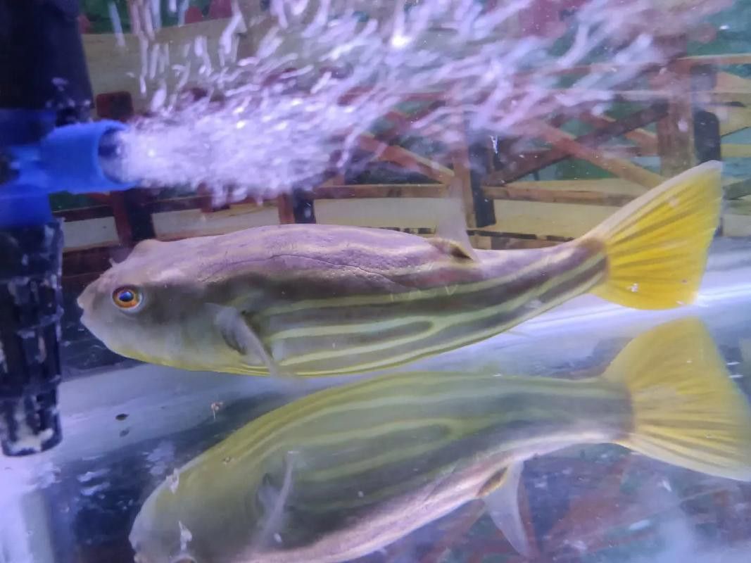 斑馬狗頭可以和恐龍魚混養嗎圖片大全