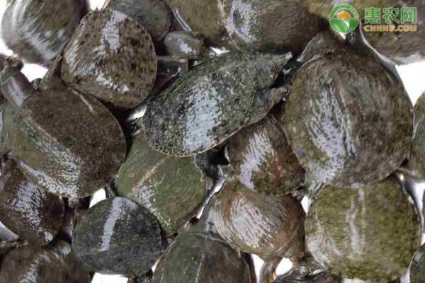龍魚的產地是哪里：龍魚產地及分布