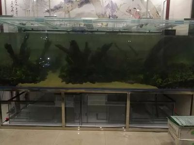 養(yǎng)龍魚水深要多少合適：養(yǎng)龍魚時水深的選擇