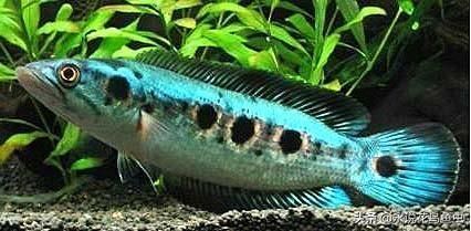龍魚吃的多嗎,成年龍魚食量與水質的關系,龍魚的食量與水質的關系 龍魚百科 第4張 龍魚吃的多嗎,成年龍魚食量與水質的關系,龍魚的食量與水質的關系 龍魚吃的多嗎,成年龍魚食量與水質的關系,龍魚的食量與水質的關系 龍魚百科 第4張
