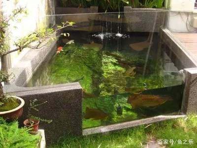 養(yǎng)龍魚可以鋪小石子嗎（養(yǎng)龍魚時(shí)在魚缸底部鋪小石子是可行的）