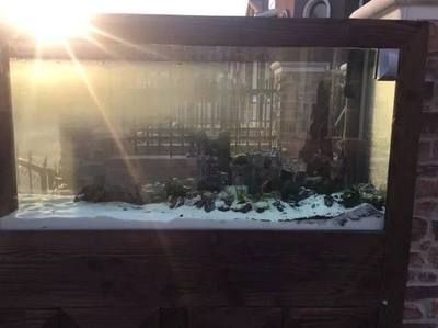 養(yǎng)龍魚可以鋪小石子嗎（養(yǎng)龍魚時(shí)在魚缸底部鋪小石子是可行的）