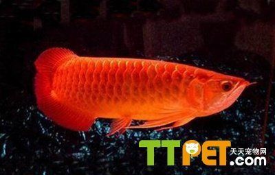 紅龍魚喂食方法和技巧（關于紅龍魚的喂食方法和技巧）