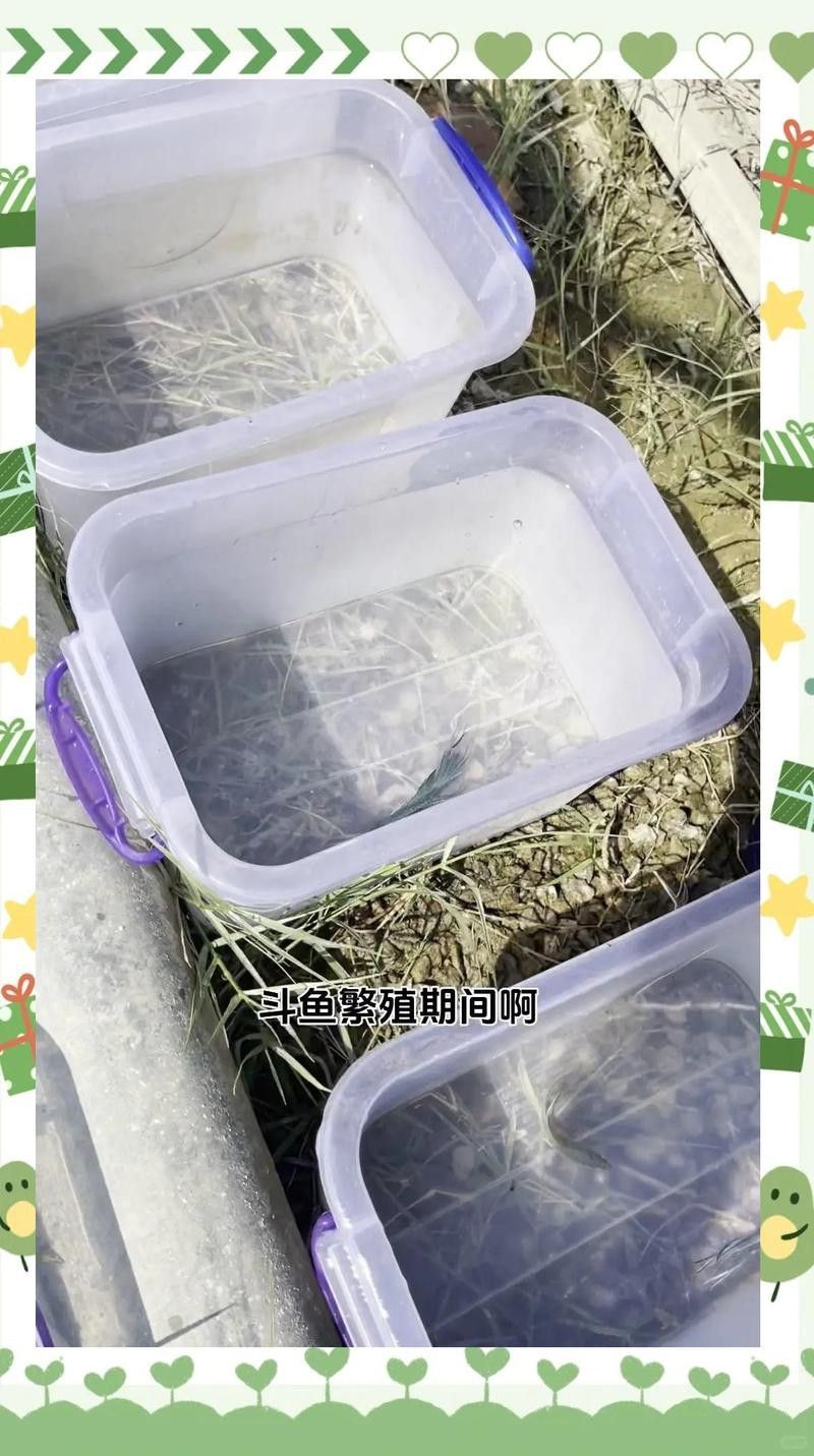 繁殖期間需要喂食嗎？
