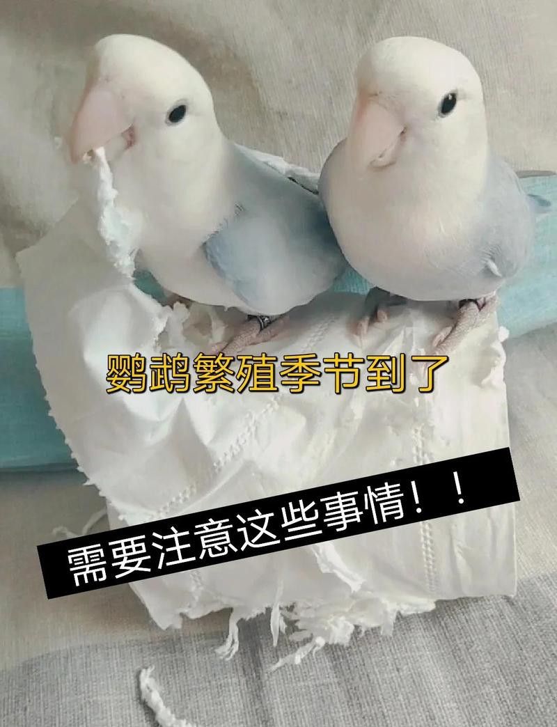 繁殖期間需要喂食嗎？