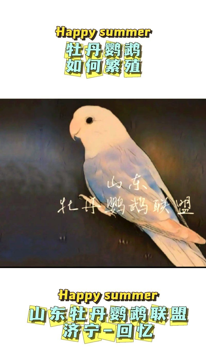 繁殖期間需要喂食嗎？
