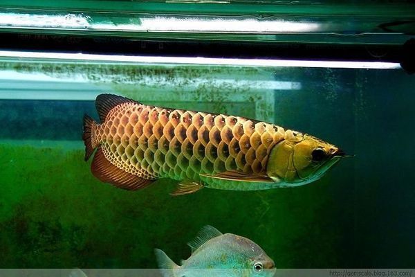 紅龍魚燈光用飛利浦965效果：紅龍魚使用飛利浦965燈光效果分析