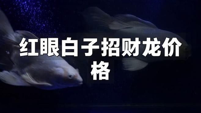 白子招財龍魚的市場價格波動大嗎？