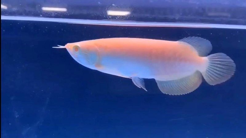 白子招財龍魚的市場價格波動大嗎？