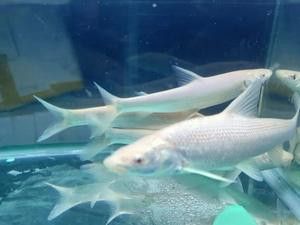 白子招財龍魚的市場價格波動大嗎？
