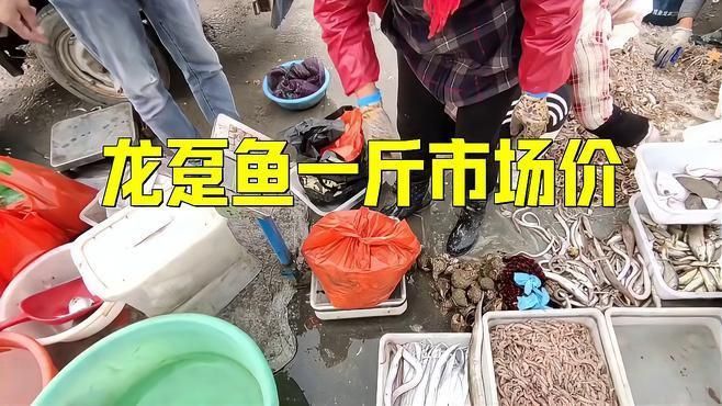 龍躉魚(yú)一斤市場(chǎng)價(jià)