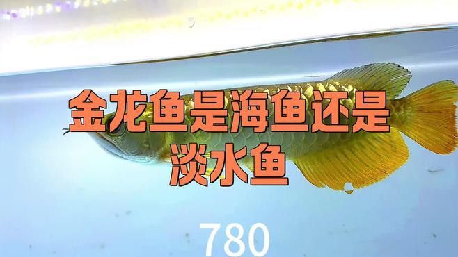 金龍魚是海水魚嗎為什么 金龍魚是海水魚嗎為什么 龍魚百科 第1張