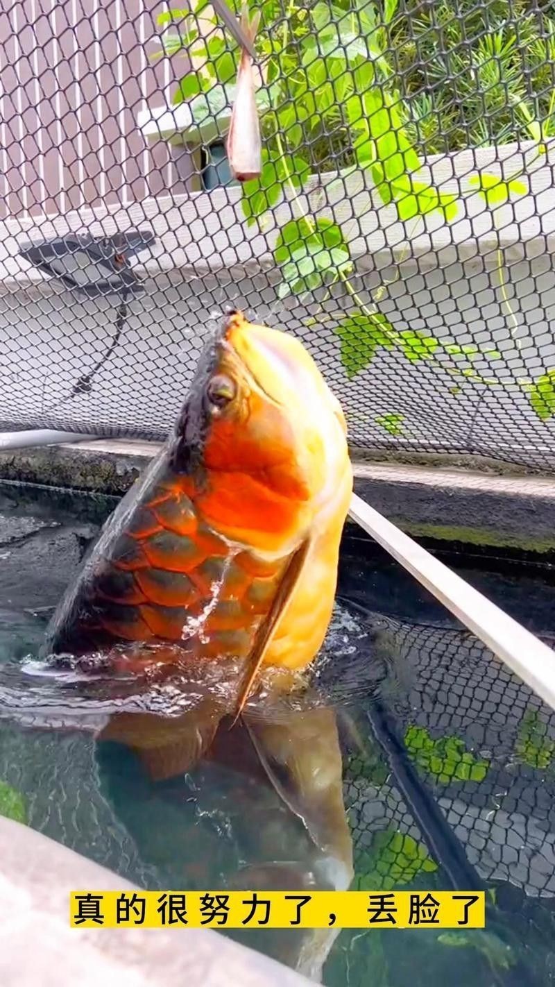 金龍魚是海水魚嗎為什么 金龍魚是海水魚嗎為什么 龍魚百科 第3張
