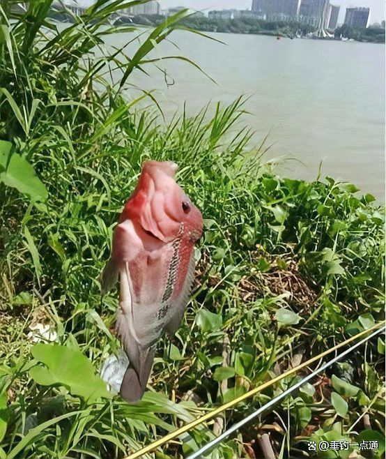 火龍魚是什么動物