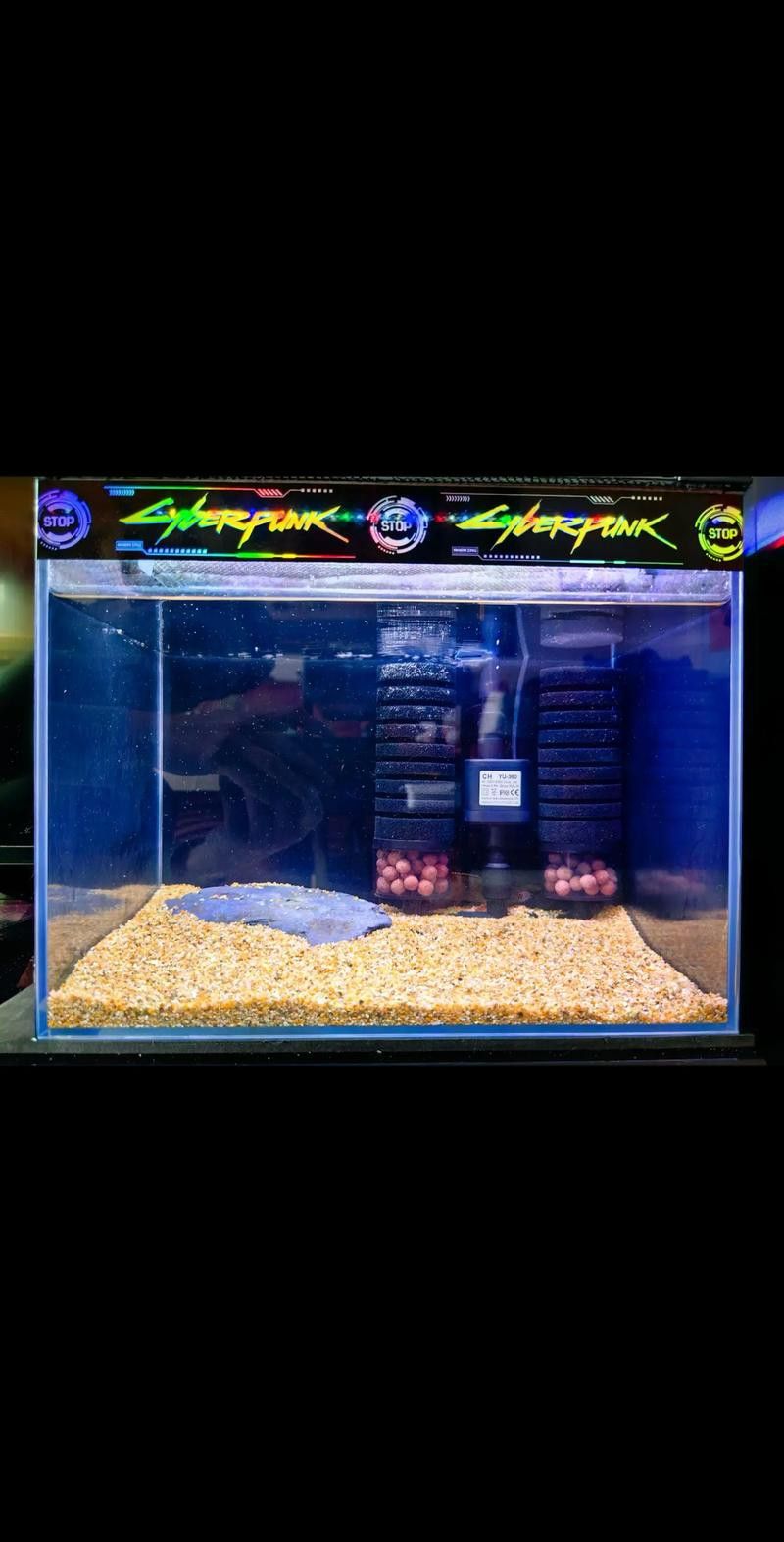 血一雷龍魚怎樣養