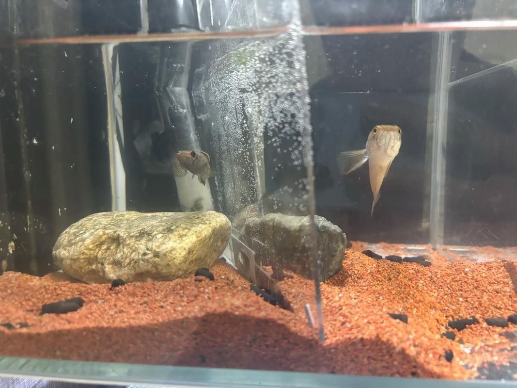 血一雷龍魚怎樣養