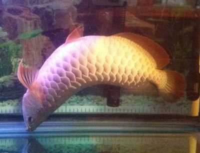 龍魚在魚缸里亂竄:龍魚亂竄的原因及解決方法 龍魚百科 第1張 龍魚在魚缸里亂竄:龍魚亂竄的原因及解決方法 龍魚在魚缸里亂竄:龍魚亂竄的原因及解決方法 龍魚百科 第1張