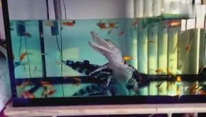 龍魚在魚缸里亂竄:龍魚亂竄的原因及解決方法 龍魚百科 第4張 龍魚在魚缸里亂竄:龍魚亂竄的原因及解決方法 龍魚在魚缸里亂竄:龍魚亂竄的原因及解決方法 龍魚百科 第4張