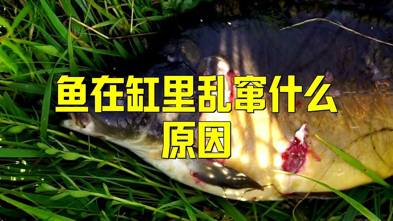 如何判斷魚撞缸是否由水質問題引起？