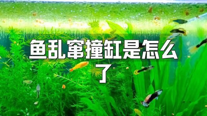 如何判斷魚撞缸是否由水質問題引起？