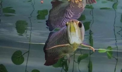 龍魚入缸多久開口，龍魚入缸后開口吃食的時(shí)間