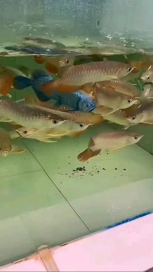 藍麒麟金龍魚好養嗎