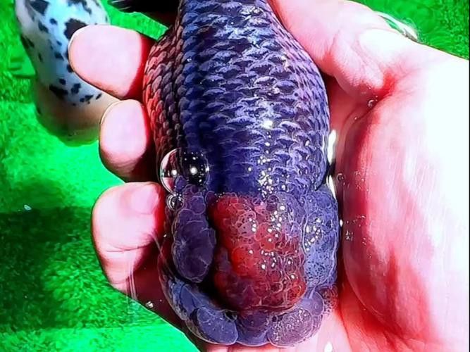 藍麒麟金龍魚好養嗎