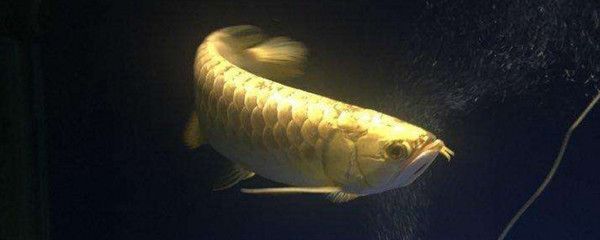 虎魚可以和龍魚混養(yǎng)嗎：虎魚可以與龍魚混養(yǎng)嗎，虎魚可以與龍魚進(jìn)行混養(yǎng)嗎
