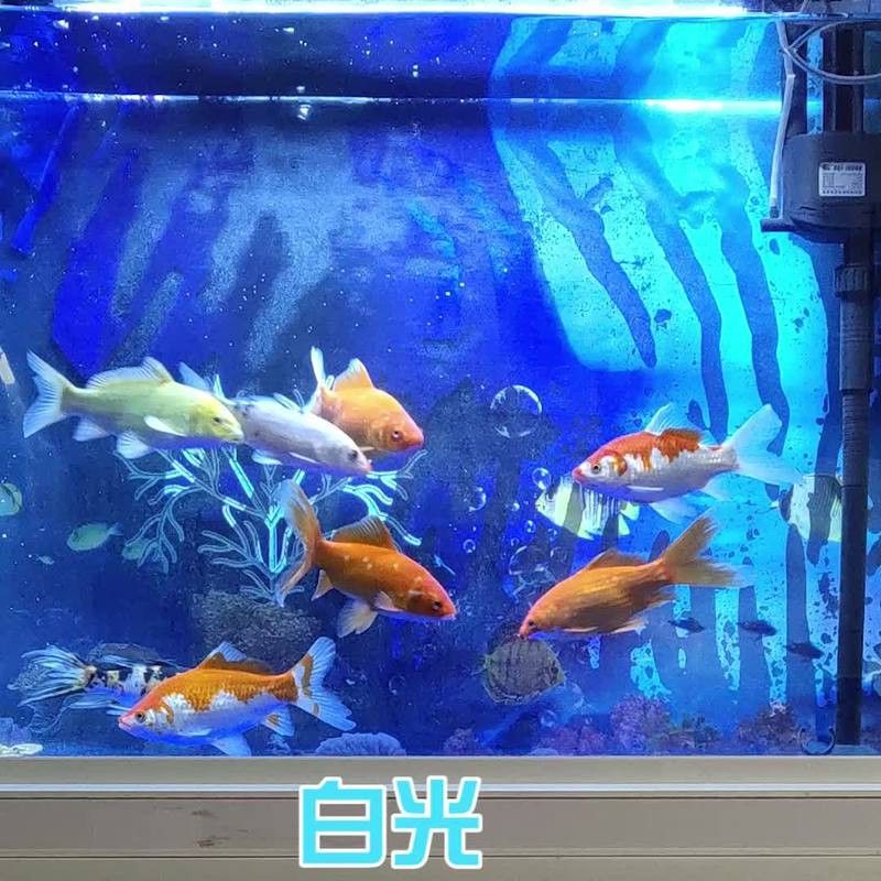 森森龍魚燈的用戶評價如何？
