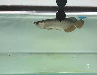 剛買回來的龍魚怎么處理（選購龍魚別掉坑里，重點關注這幾點）