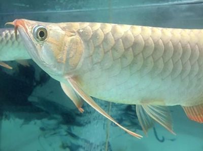 龍魚和龍魚混養好還是單養好：新手養龍魚推薦單養還是混養,龍魚混養時如何預防打斗