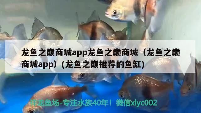 龍魚之巔app龍魚之巔app下載蘋果版（龍巔觀賞魚app下載）：龍魚之巔app新手養魚指南