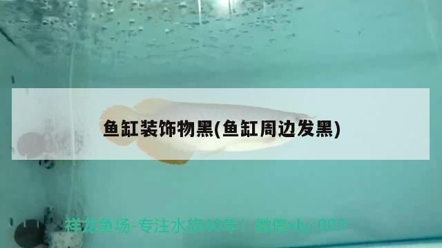 魚缸龍魚黑色背景圖：魚缸龍魚黑色背景圖是一種有效的裝飾方式魚缸背景圖