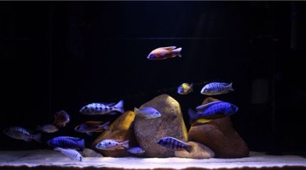 魚缸龍魚黑色背景圖：魚缸龍魚黑色背景圖是一種有效的裝飾方式魚缸背景圖
