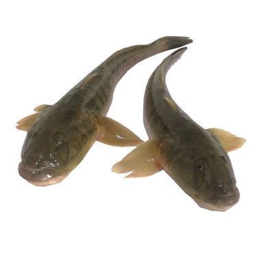 龍魚多久檢疫一次:關于龍魚的飼養技術 龍魚百科 第8張 龍魚多久檢疫一次:關于龍魚的飼養技術 龍魚多久檢疫一次:關于龍魚的飼養技術 龍魚百科 第8張