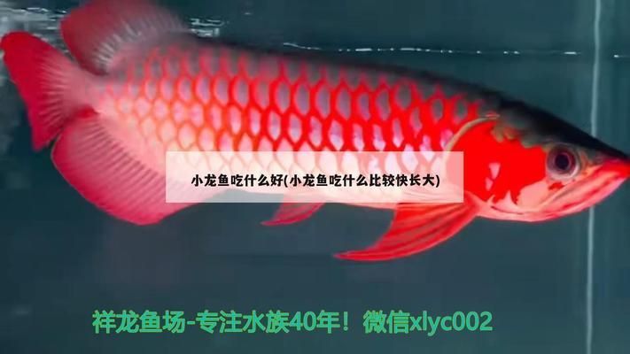 龍魚多久檢疫一次:關于龍魚的飼養技術 龍魚百科 第7張 龍魚多久檢疫一次:關于龍魚的飼養技術 龍魚多久檢疫一次:關于龍魚的飼養技術 龍魚百科 第7張