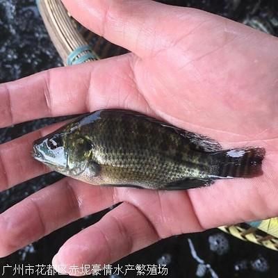 羅非魚可以和龍魚混養(yǎng)嗎：羅非魚和龍魚混養(yǎng)的注意事項(xiàng)