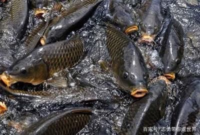 羅非魚可以和龍魚混養(yǎng)嗎：羅非魚和龍魚混養(yǎng)的注意事項(xiàng)