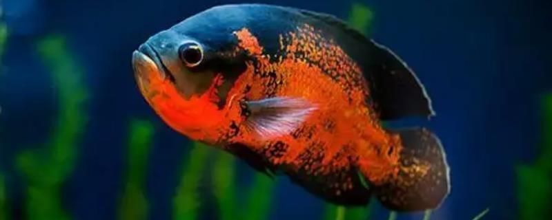 紅龍魚沉頭和肚子脹氣的情況，可能是因為多種原因導致的：紅龍魚出現沉頭和肚子脹氣的情況，可能是因為多種原因導致的