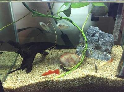 如何養金龍魚苗長得快又好養：養金龍魚苗需要注意以下幾個方面，金龍魚苗才能長得快又好養
