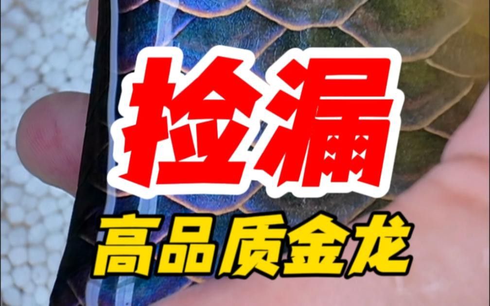 如何判斷古典過背金龍的品質(zhì)？