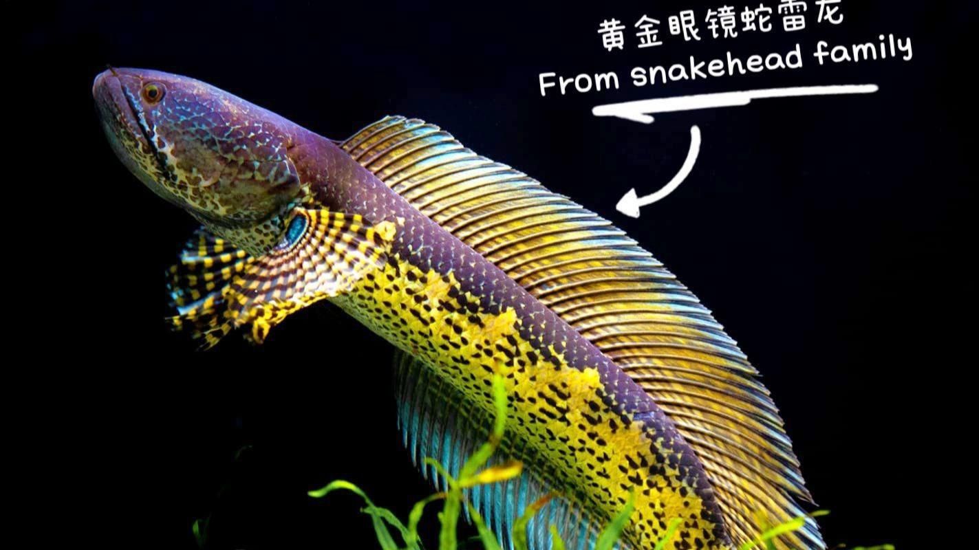 雷龍魚長什么樣子魚