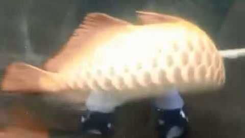 金龍魚吃活泥鰍后多久安全些：金龍魚吃泥鰍好不好