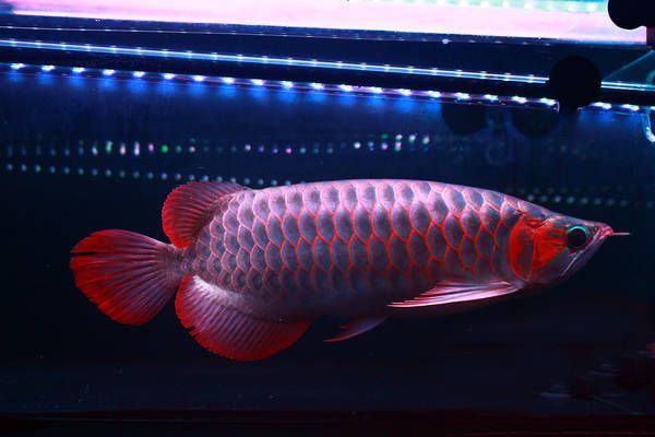 龍魚跟鯊魚混養會怎么樣嗎：龍魚和鯊魚一起養會怎樣龍魚和鯊魚一起養會怎樣