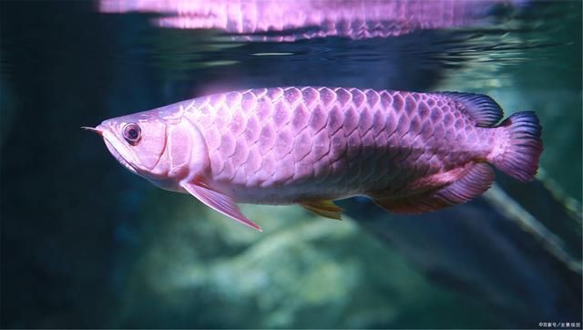 龍魚跟鯊魚混養(yǎng)會(huì)怎么樣嗎：龍魚和鯊魚一起養(yǎng)會(huì)怎樣龍魚和鯊魚一起養(yǎng)會(huì)怎樣