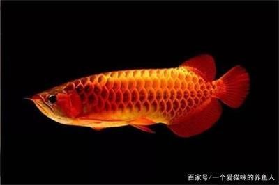 龍魚怎樣喂食食物：龍魚喂食指南