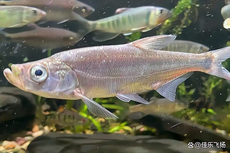 翹嘴魚是不是銀龍魚的一種呢 翹嘴魚是不是銀龍魚的一種呢 龍魚百科 第2張