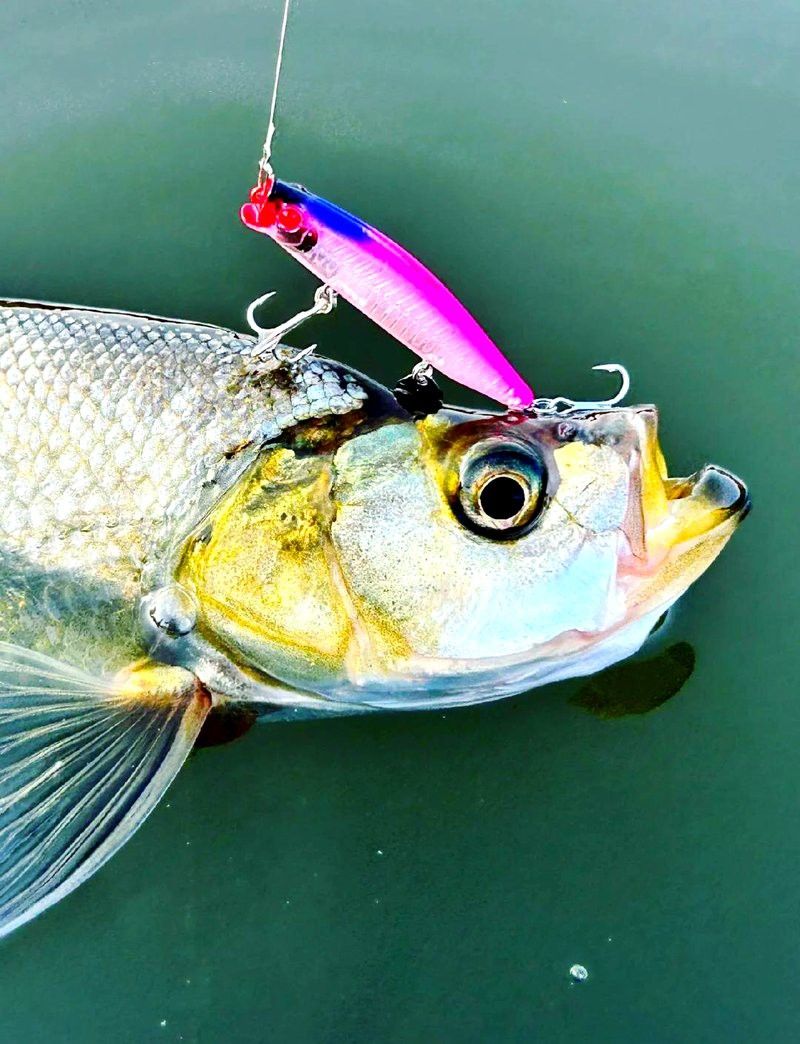 翹嘴魚是不是銀龍魚的一種呢 翹嘴魚是不是銀龍魚的一種呢 龍魚百科 第3張