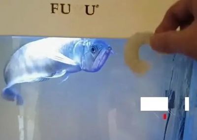 今日換了水龍魚老是往魚缸下面游是什么意思【如何判斷水龍魚在水中生活】 今日換了水龍魚老是往魚缸下面游是什么意思【如何判斷水龍魚在水中生活】 龍魚百科 第1張